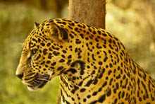 Jaguar 2